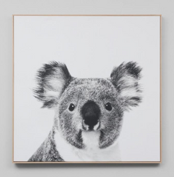 Koala Canvas